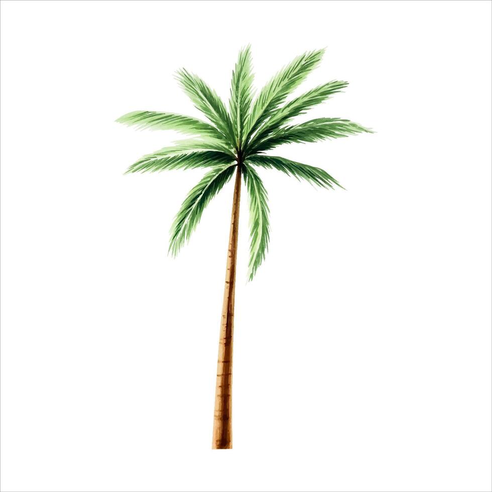 Green palm tree. Coconut tree clipart. Watercolor hand drawn floral jungle illustration isolated on background. For designers, postcards, greetings, birthday, calendar, wal vector