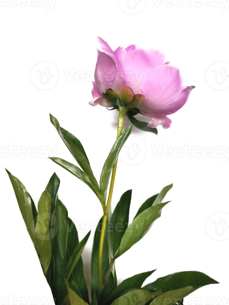 Pink peony head flower background. Floral pattern, object, petals, summer garden, botanical. Flat lay, top view png