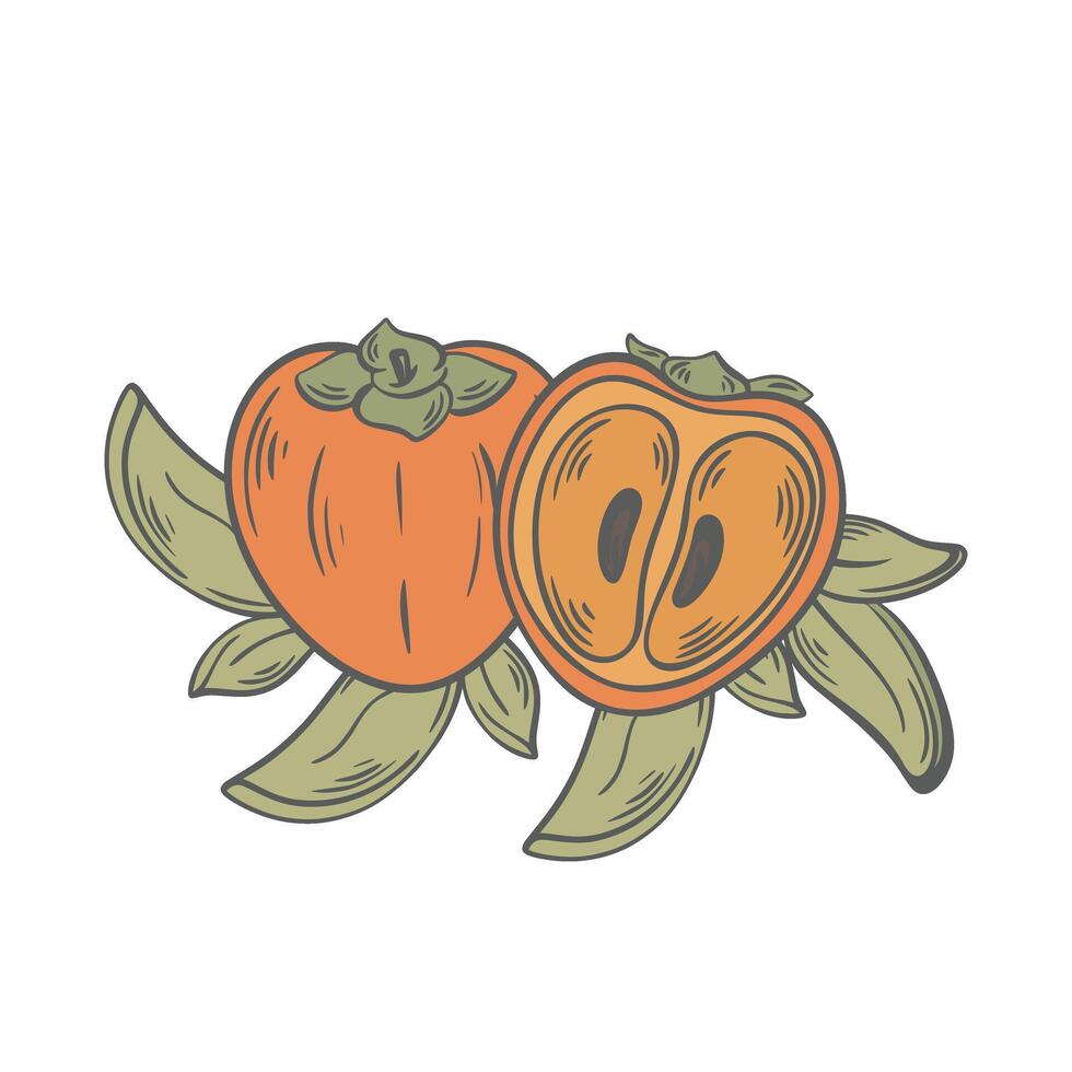Ripe persimmon fruit and foliage clip art illustration vector
