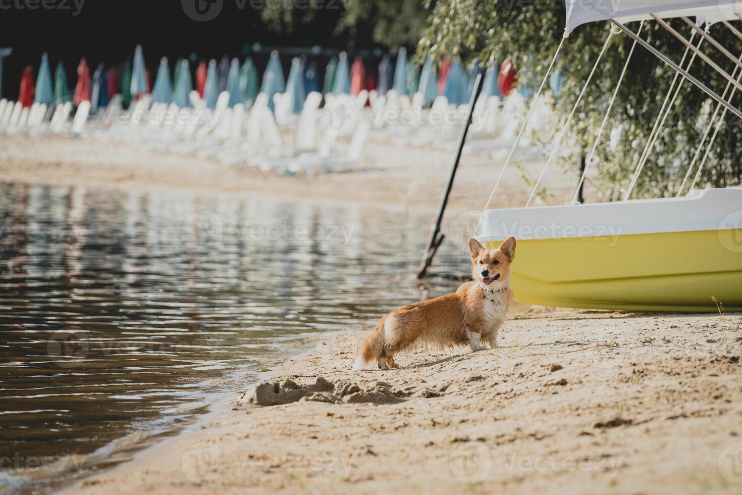 Happy and cute welsh corgi pembroke dog at a sandy beach, sunny summer day. Walking the dog in hot weather. photo