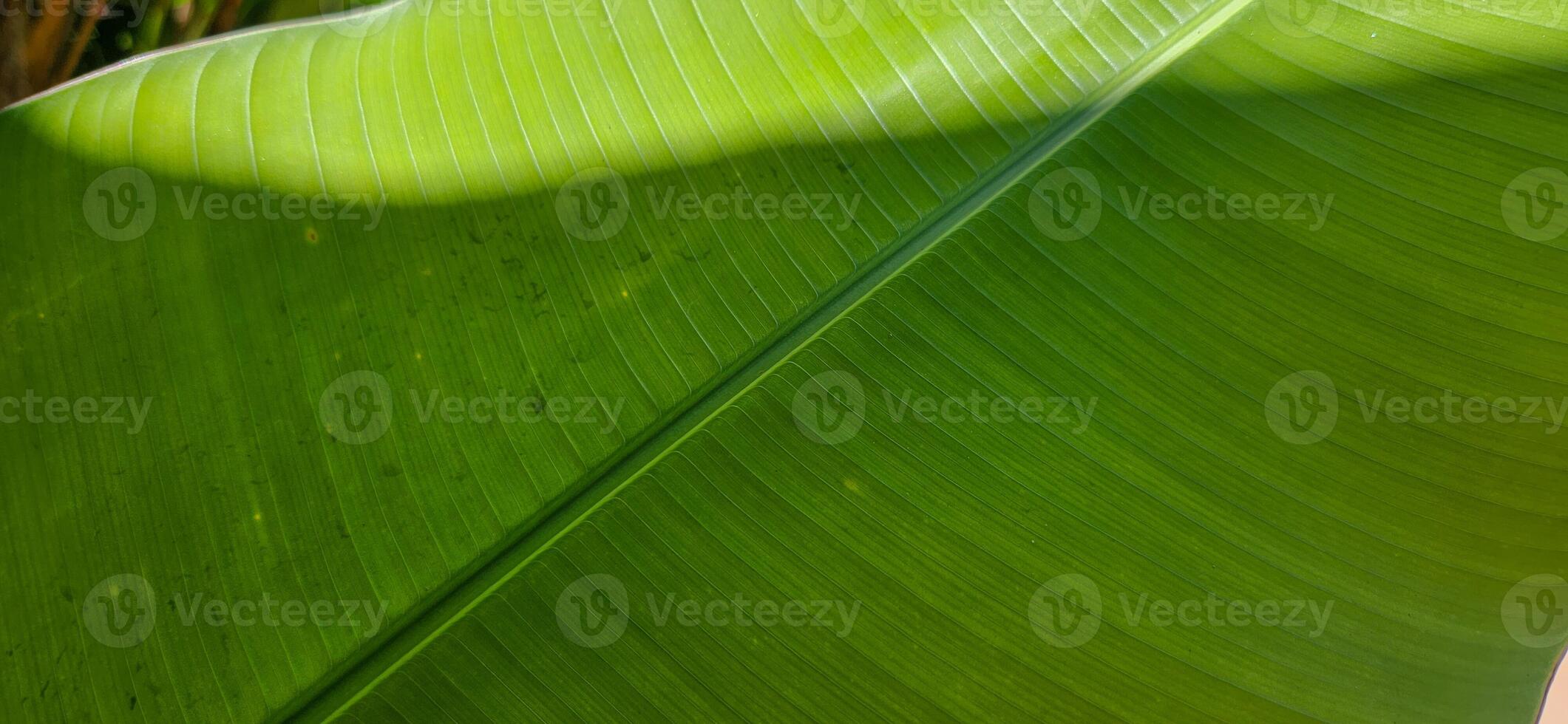 green tropical foliage in forest on the Brazilian coast photo