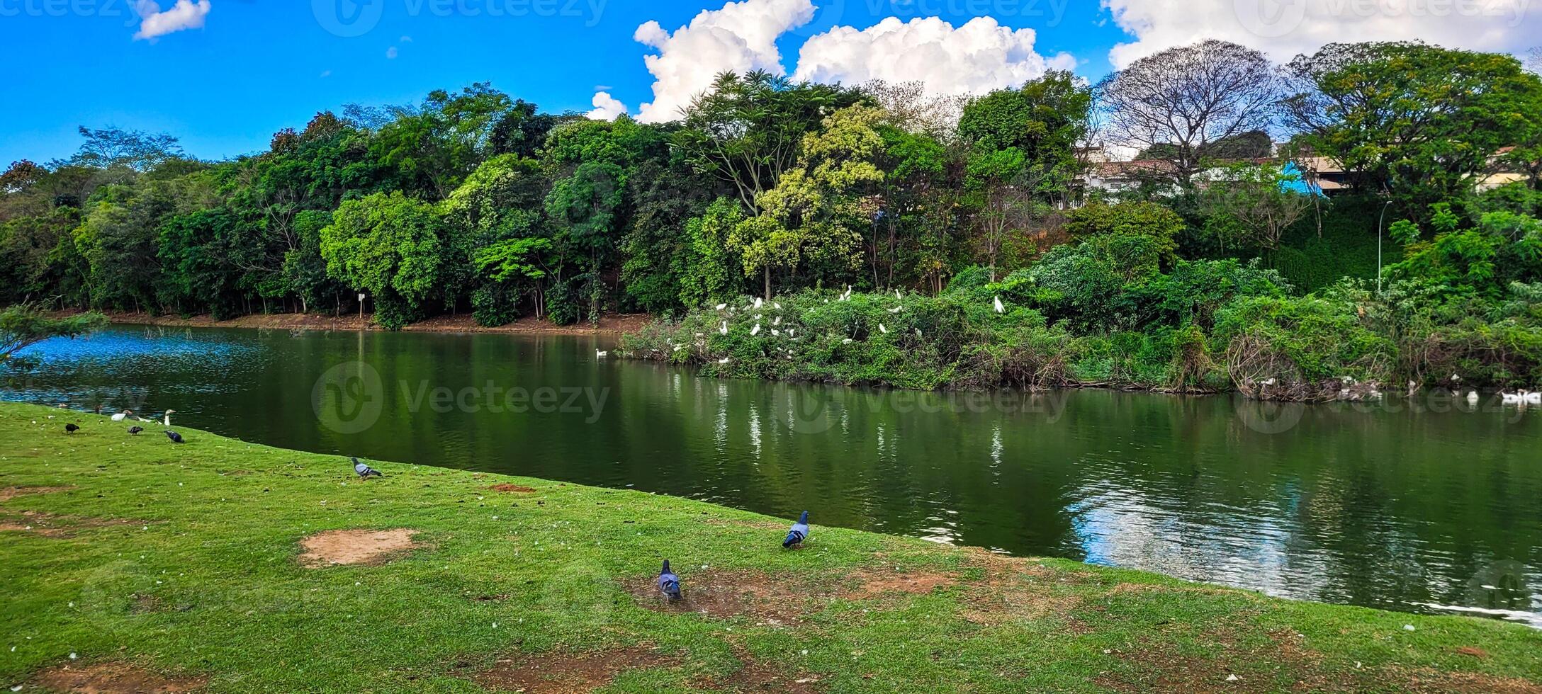 natural lake with birds on geese photo