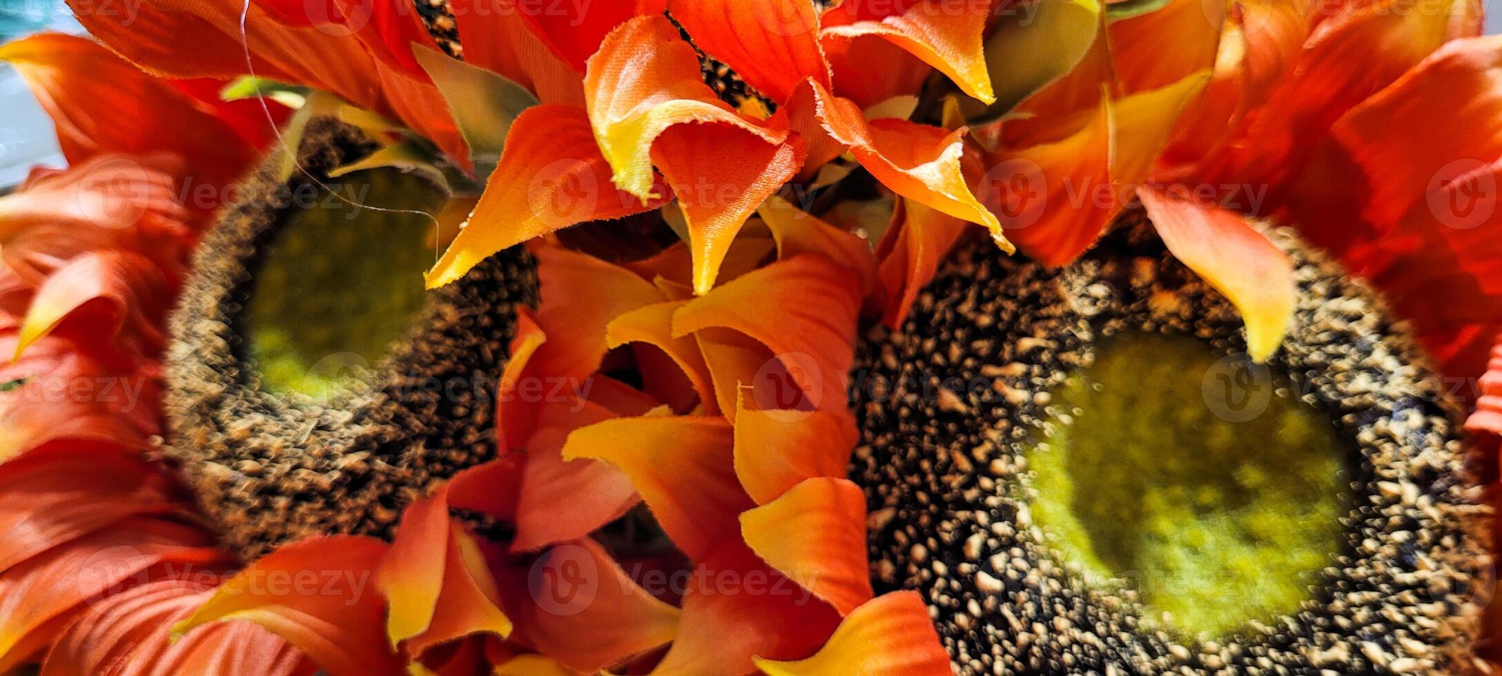 sunflower background with colorful background with side view and green leaves photo