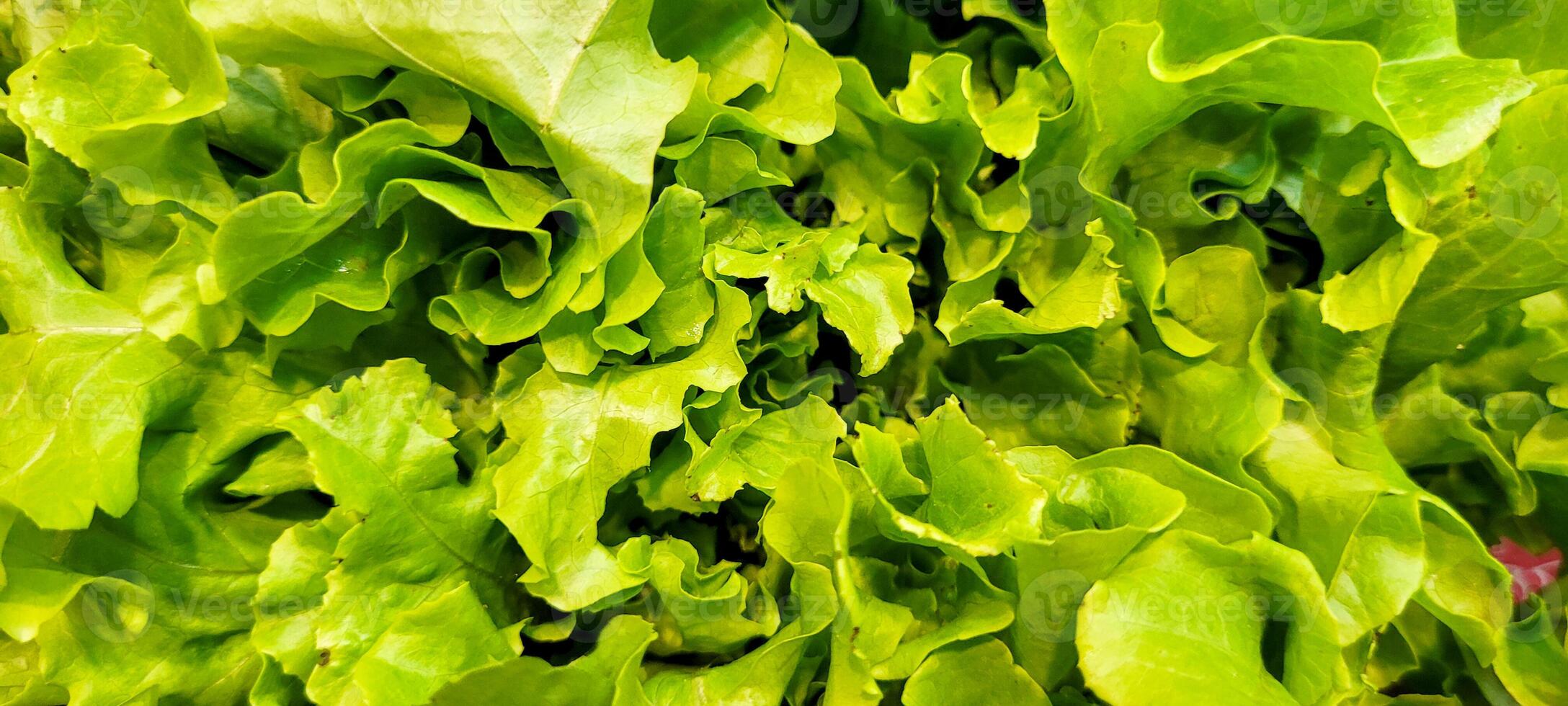 green lettuce for cooking, fresh iceberg lettuce without pesticides, green salad photo