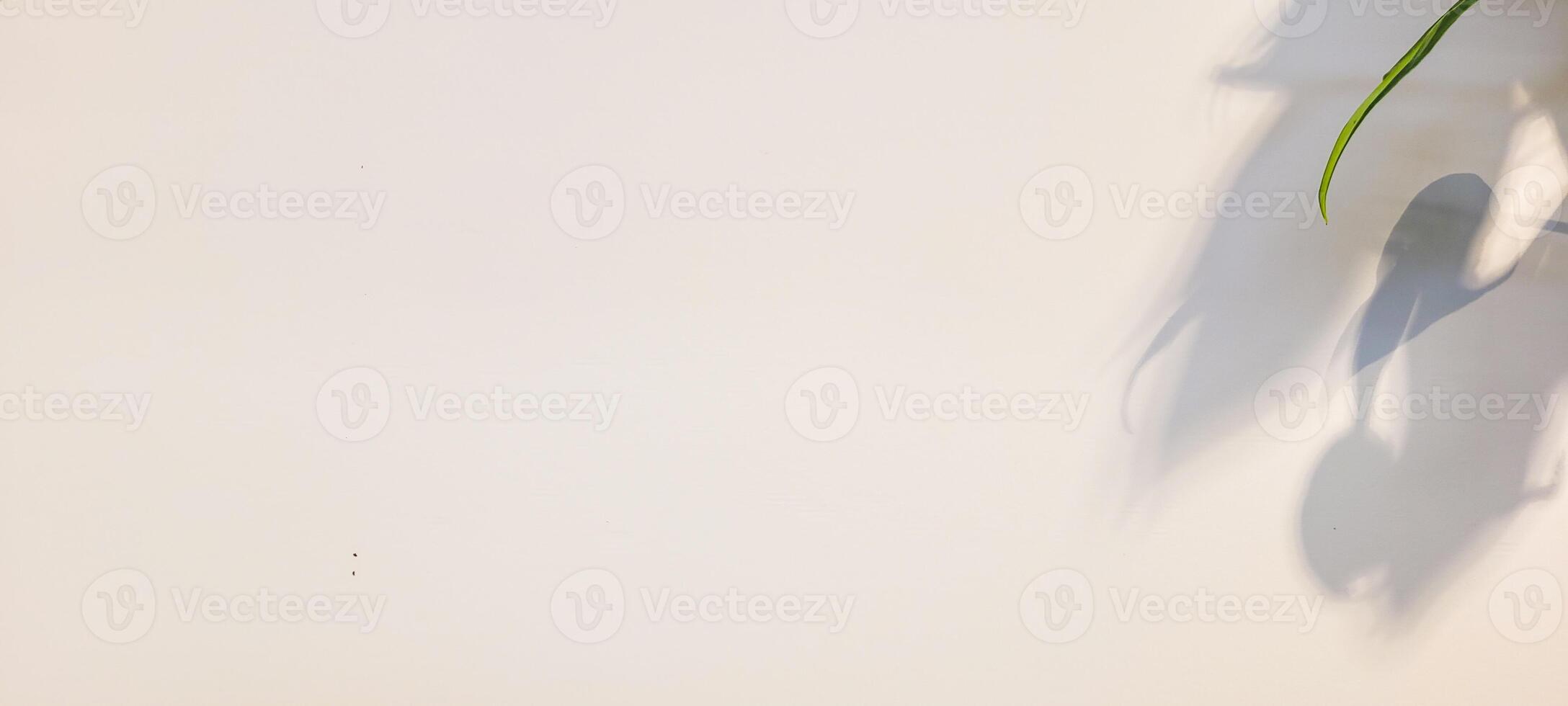 white wall textured background with leaf shadows and tree branches photo