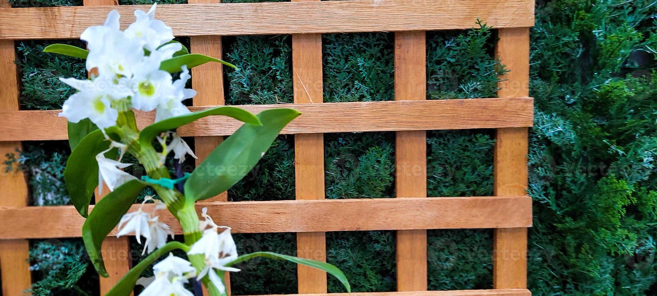 white flower background with vertical garden photo