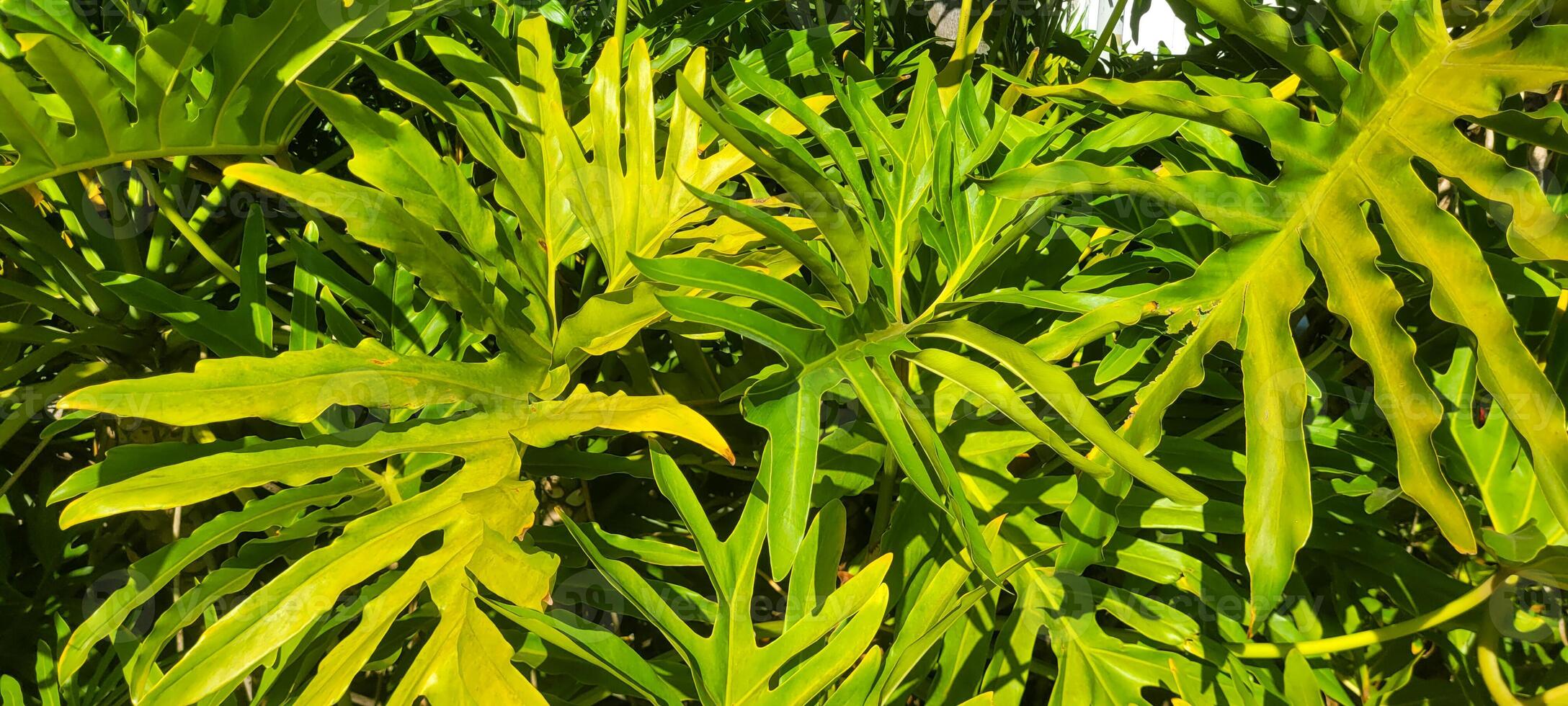 vegetation background of tropical green plants photo