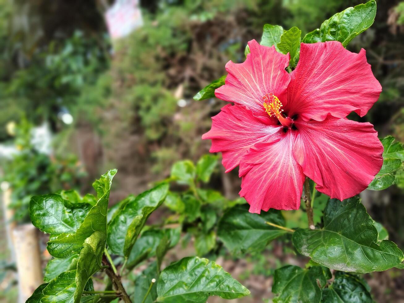 A large pink flower with green leaves photo