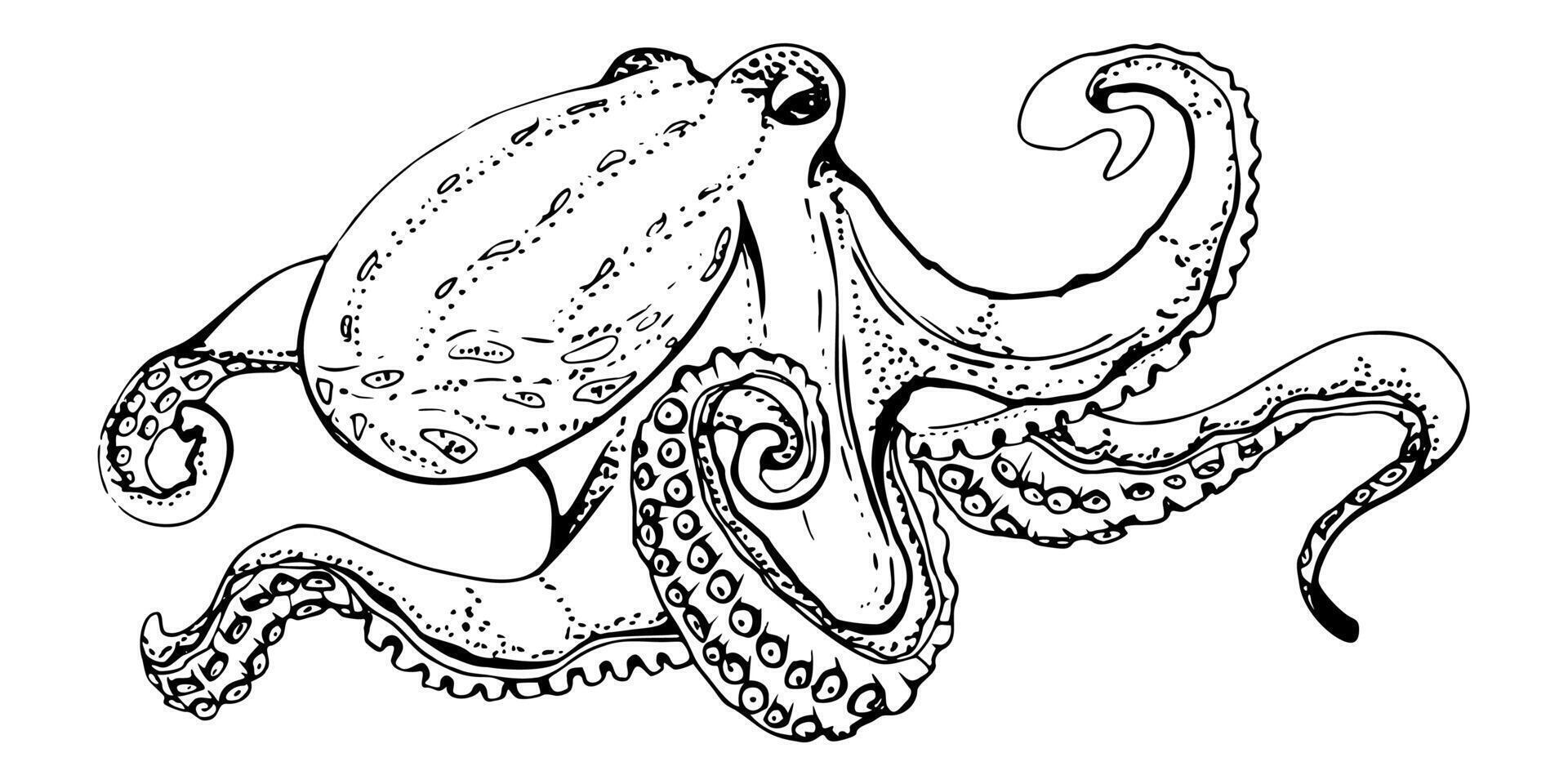 Octopus cephalopod mollusc Marine life, ocean underwater creature animal, Ink and pen sketch hand drawn. Single object illustration, stylized, isolated on white. Zoo shop, aquarium, cosmetics, resort vector