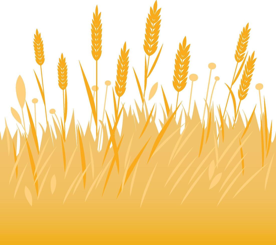 Background of wheat or barley cereal growing on a field. Oat, wheat ears stalks field. vector