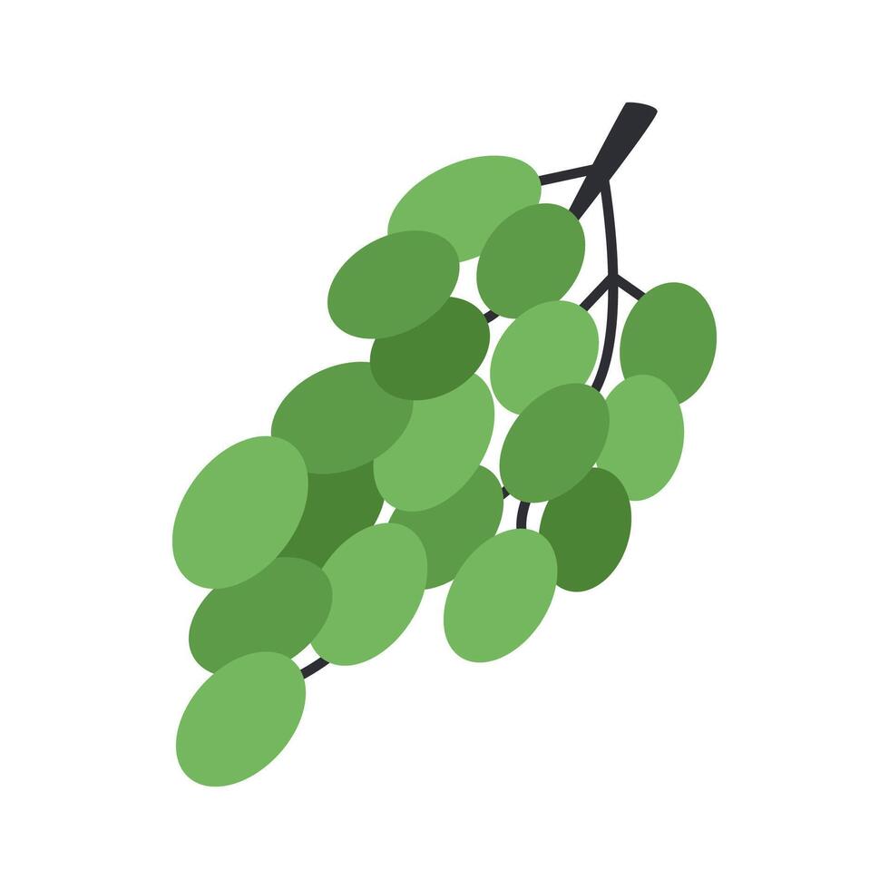 White grapes branch. Simple berry bunch. Healthy organic food. Wine material for beverage. Flat illustration isolated on white background. vector