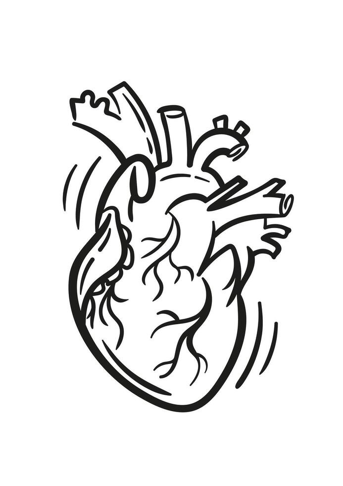 Realistic anatomic heart, hand drawn illustration in doodle style, sketch drawing. For tattoo, poster, design element. vector
