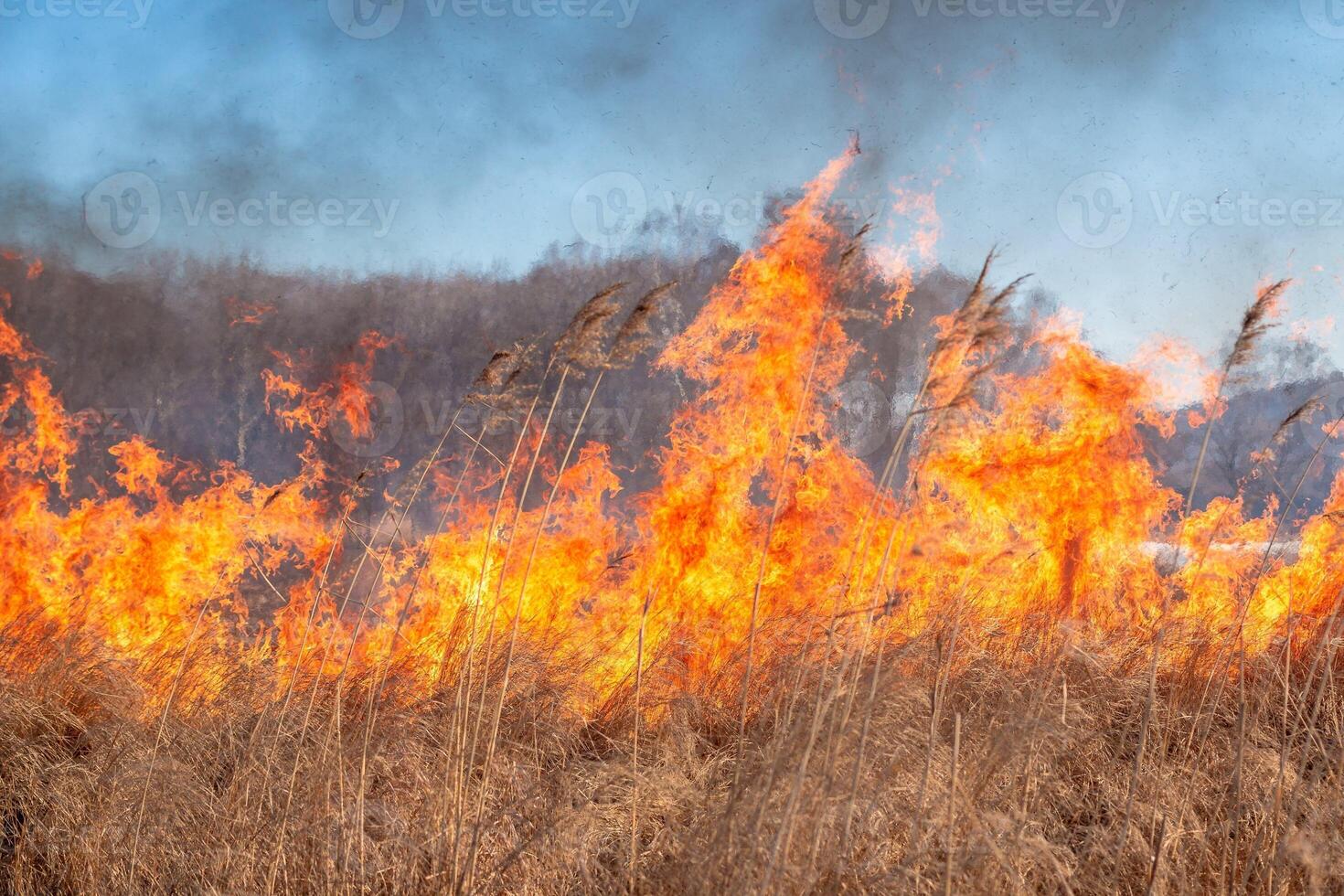 A strong fire spreads in gusts of wind through dry grass photo