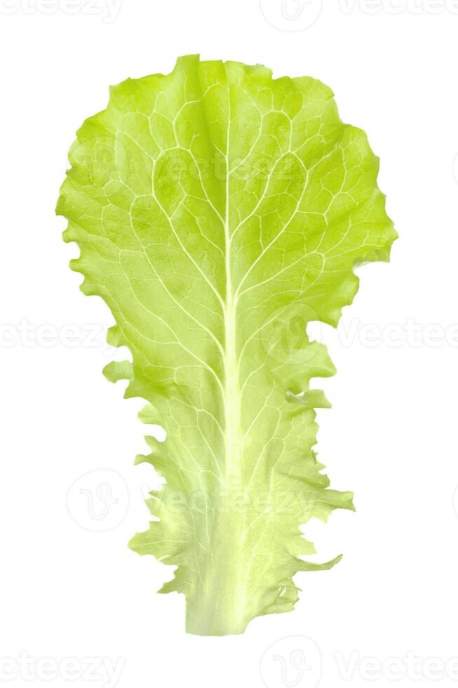 Green leaf of Lettuce or Lactuca sativa is an annual plant of the daisy family, Asteraceae isolated on white background photo