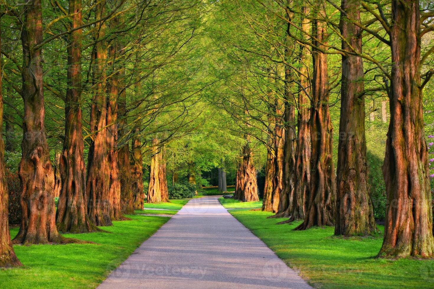 Tunnel-like Avenue of Linden Trees, Tree Lined Footpath through Park at Sunrise photo