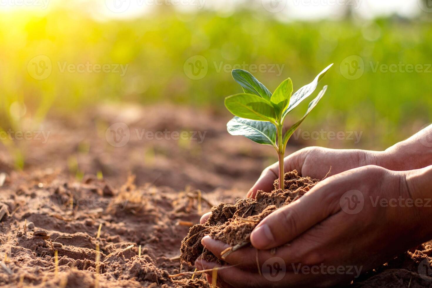 Small Plant Into The Ground - Hands Planting Young Tree With Sunlight And Flare Effects photo