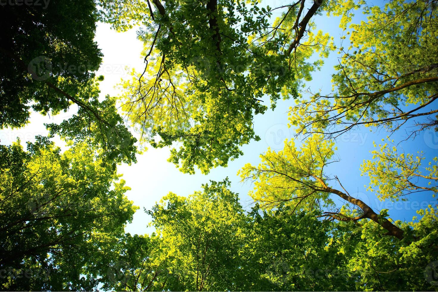 Forest, lush foliage, tall trees at spring or early summer - photographed from below photo