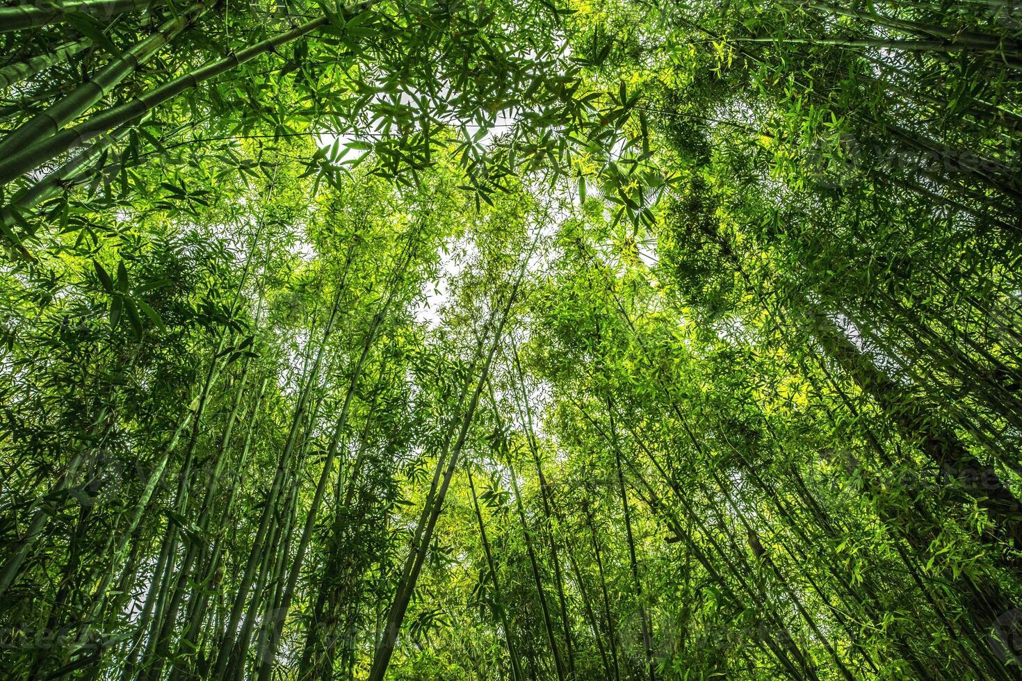 Forest, lush foliage, tall trees at spring or early summer - photographed from below photo