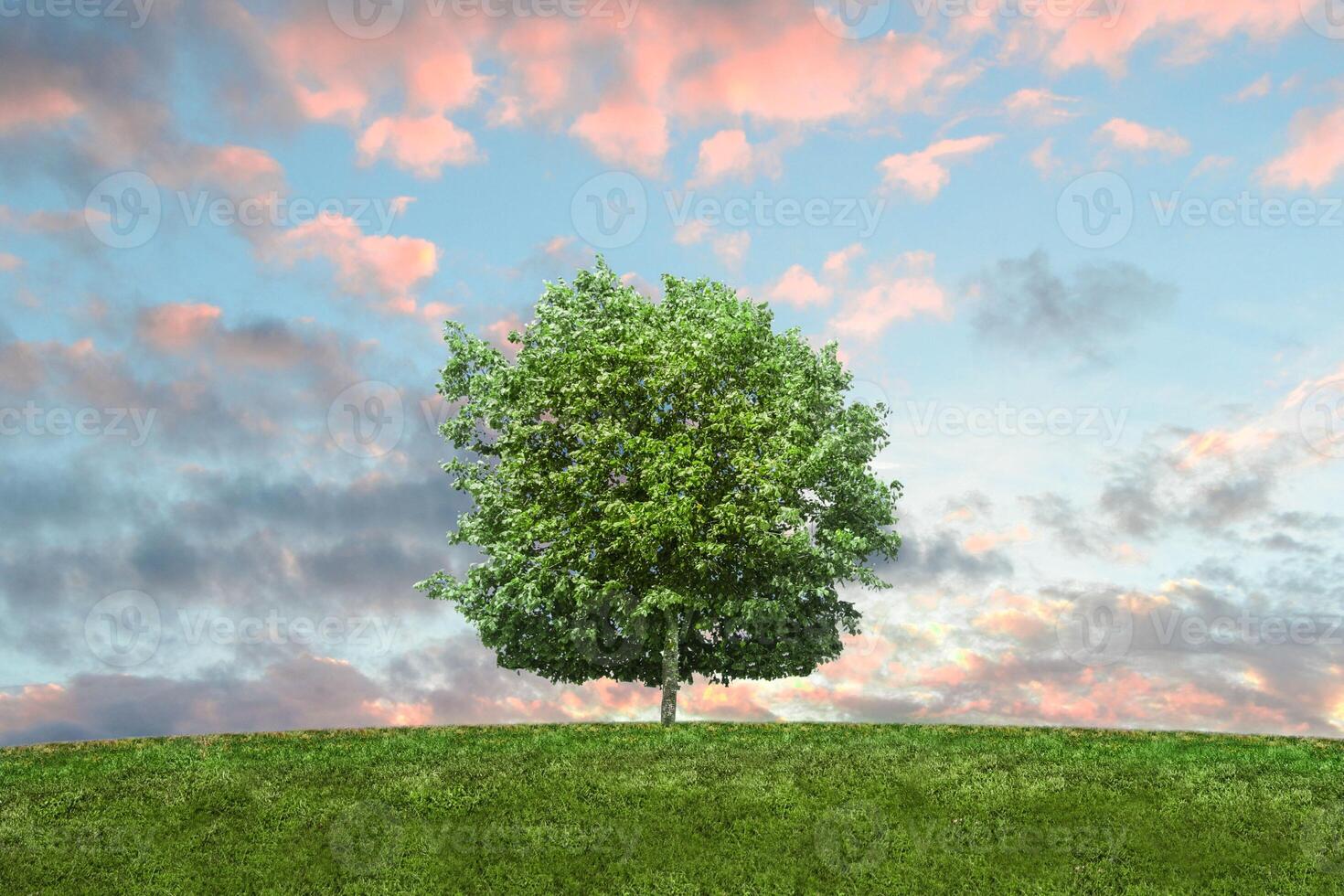 Lonely green oak tree in the field photo