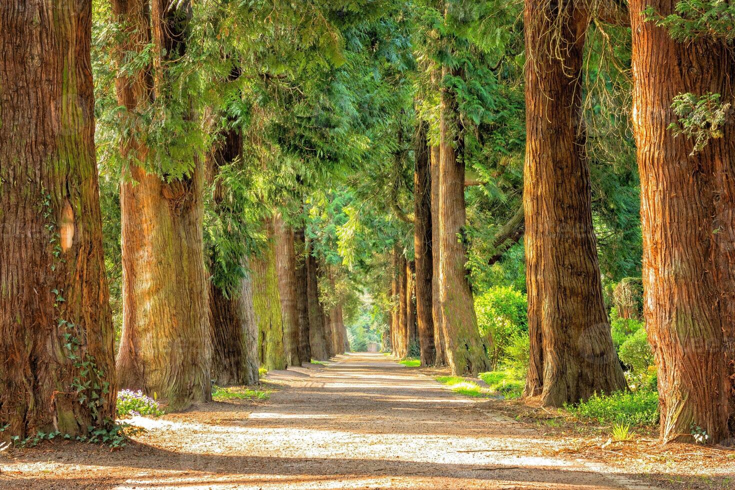 Tunnel-like Avenue of Linden Trees, Tree Lined Footpath through Park at Sunrise photo