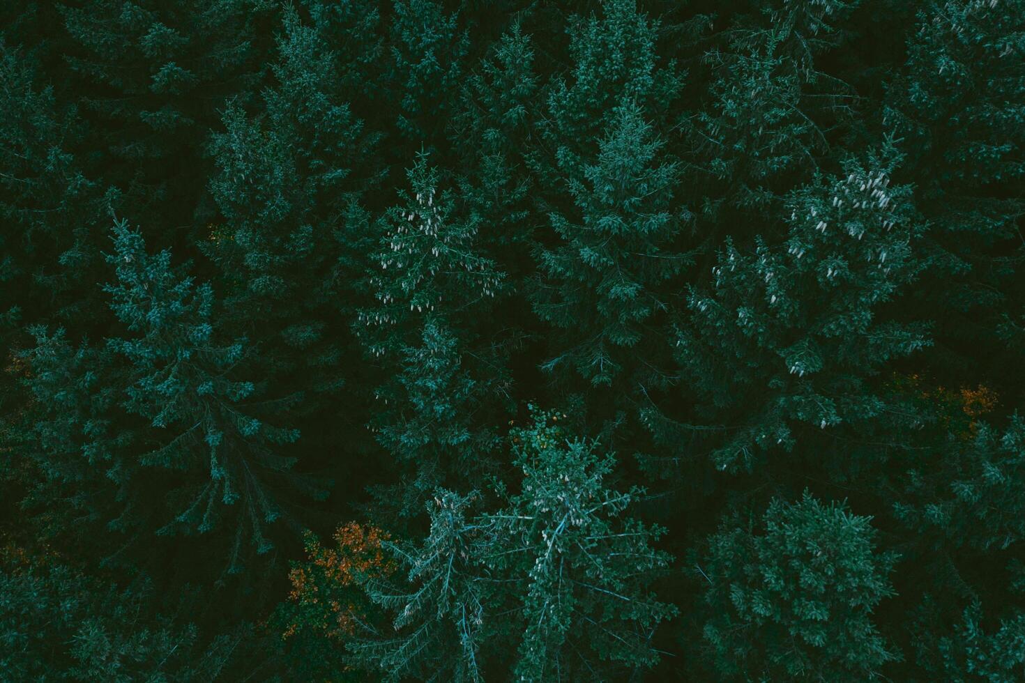 Summer in forest aerial top view. Mixed forest, green deciduous trees. Soft light in countryside woodland or park. Drone shoot above colorful green texture in nature photo