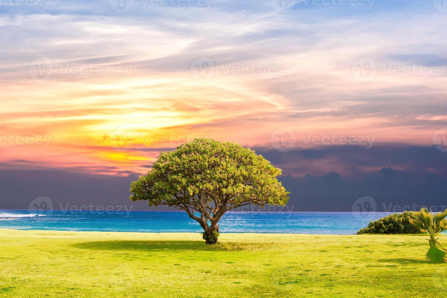Lonely green oak tree in the field photo