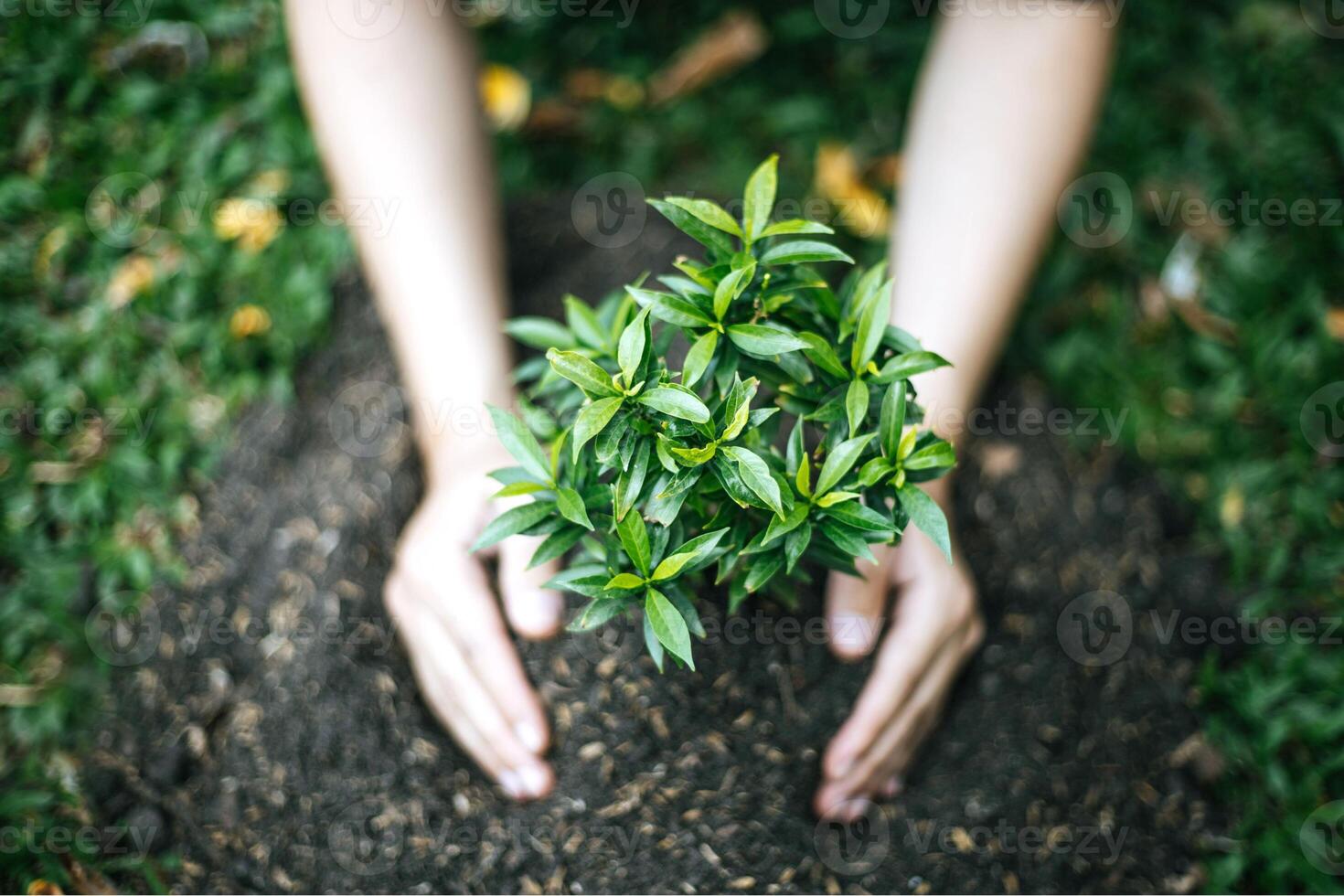Small Plant Into The Ground - Hands Planting Young Tree With Sunlight And Flare Effects photo