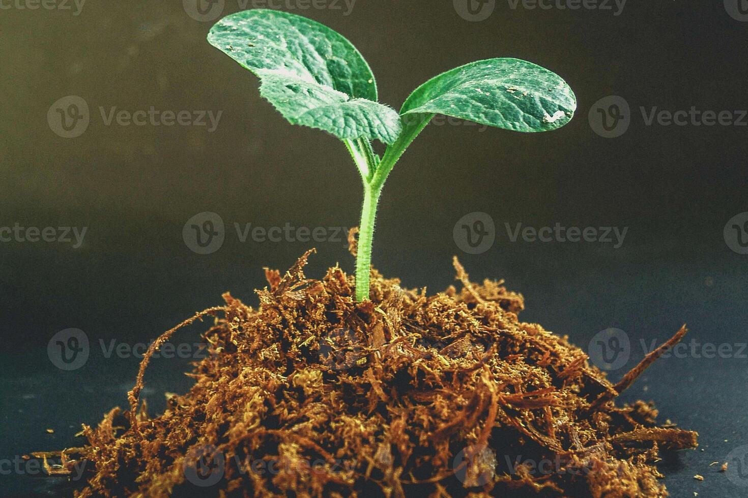 Small Plant Into The Ground - Hands Planting Young Tree With Sunlight And Flare Effects photo
