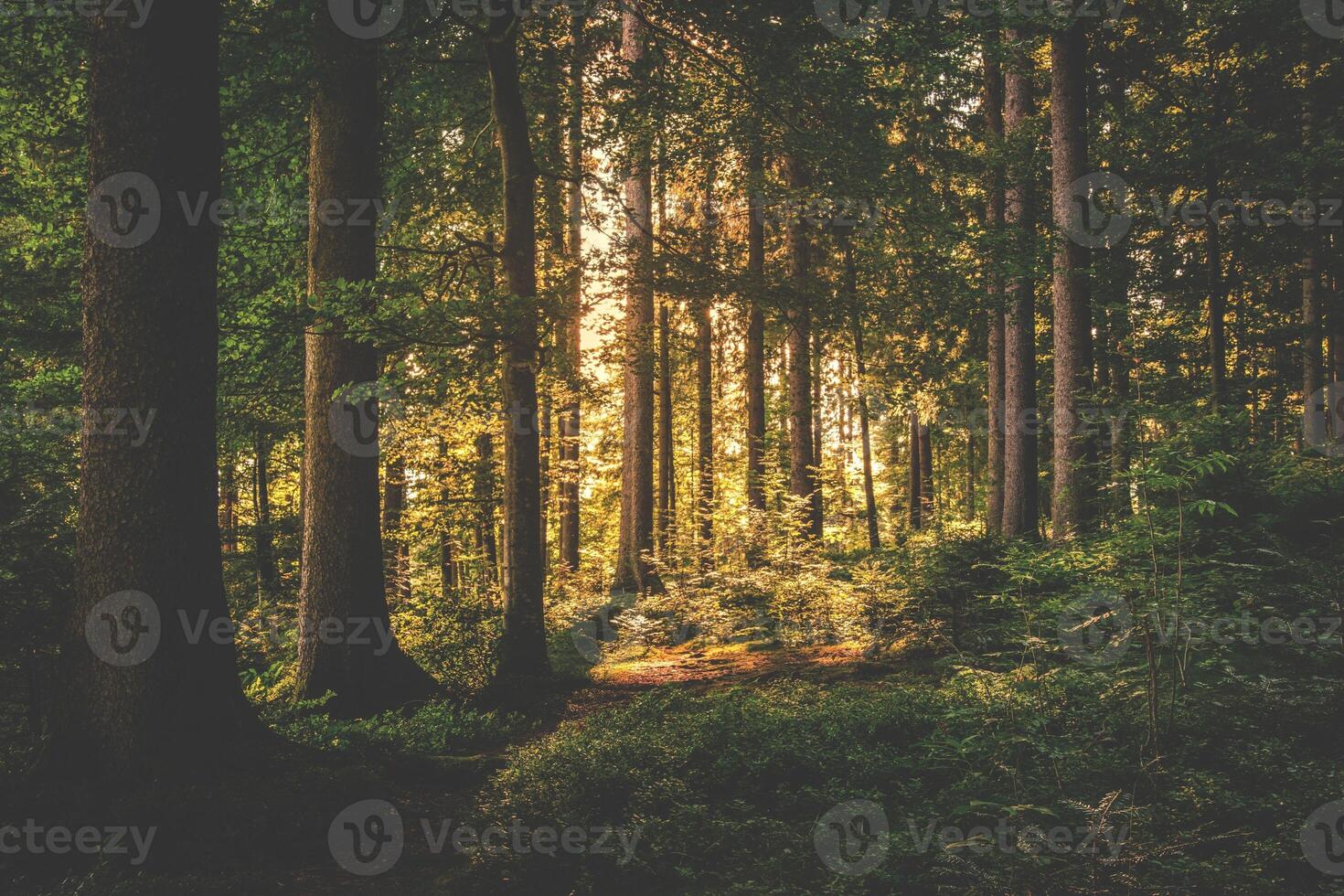 Stunning Image of Towering, Verdant Trees in a Forest photo