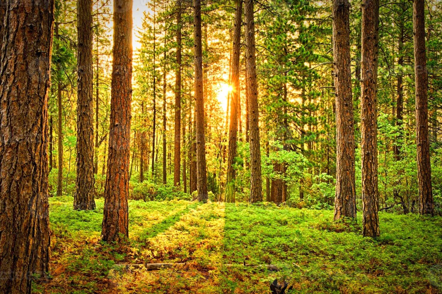 Stunning Image of Towering, Verdant Trees in a Forest photo