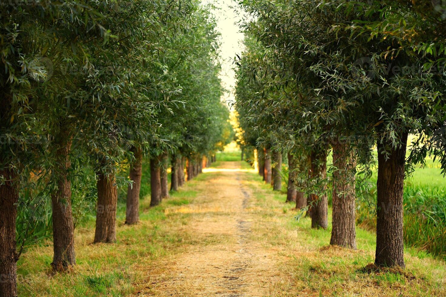 Stunning Image of Towering, Verdant Trees in a Forest photo