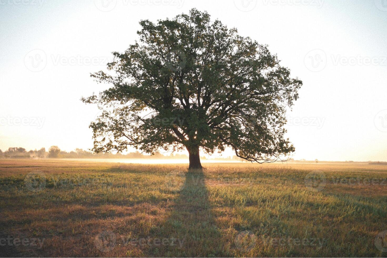Lonely green oak tree in the field photo