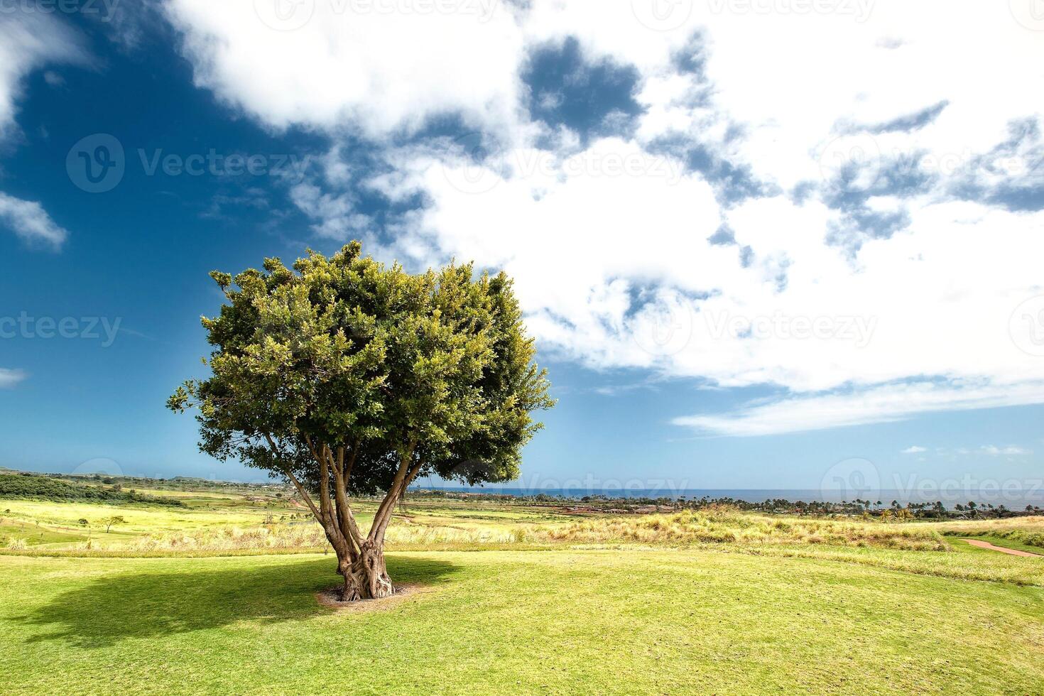 Lonely green oak tree in the field photo