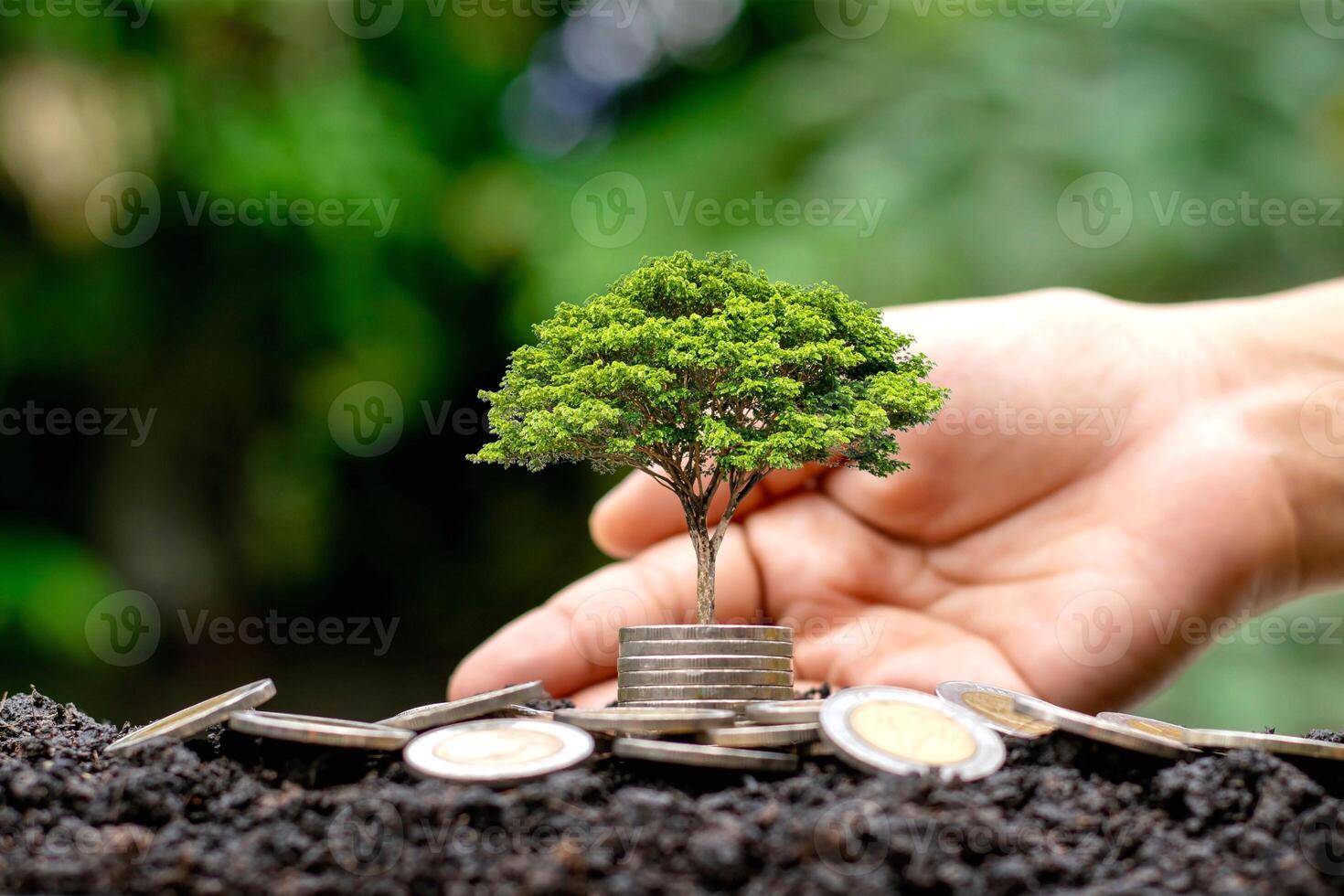 Small Plant Into The Ground - Hands Planting Young Tree With Sunlight And Flare Effects photo