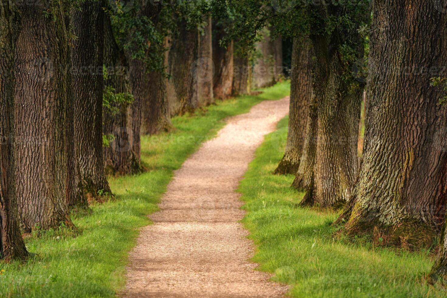 Tunnel-like Avenue of Linden Trees, Tree Lined Footpath through Park at Sunrise photo