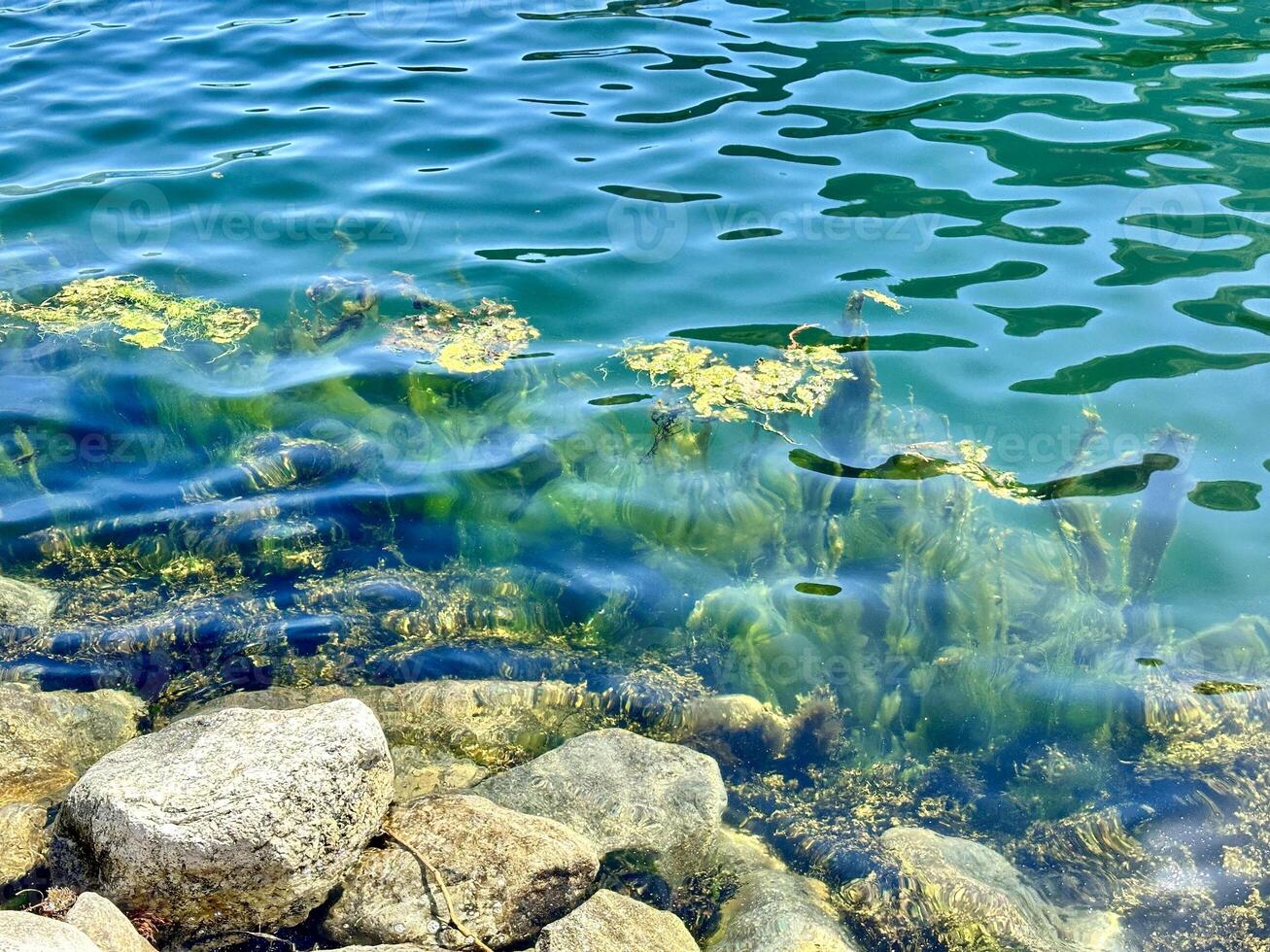 A tranquil scene of a calm waterfront with algae and stones under clear blue water photo