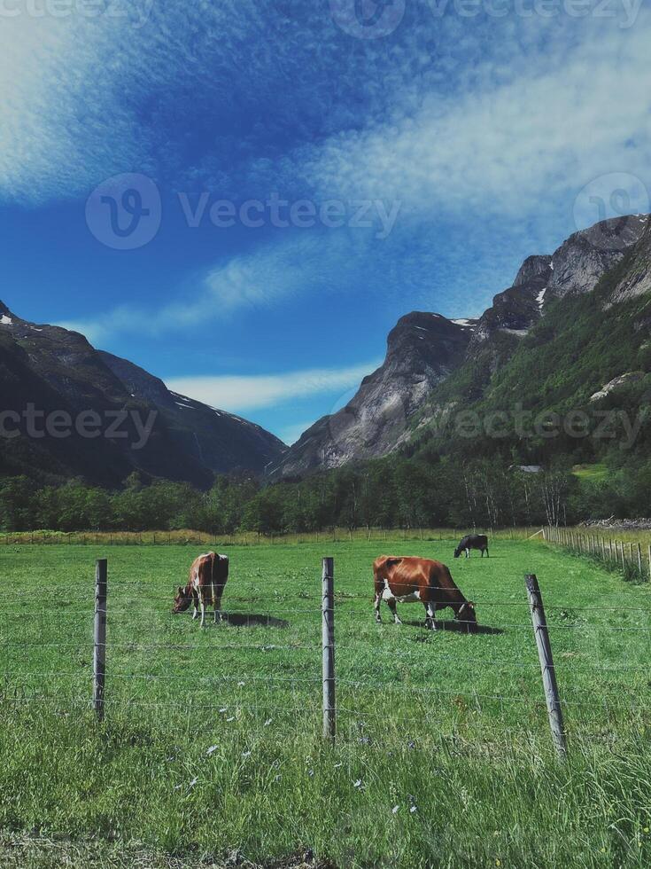 Two cows grazing in a lush green field with majestic mountains in the background photo