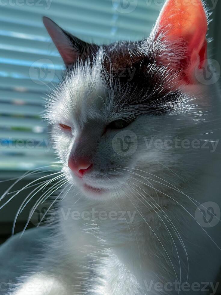 White and black cat on window background with blinds in sunlight photo