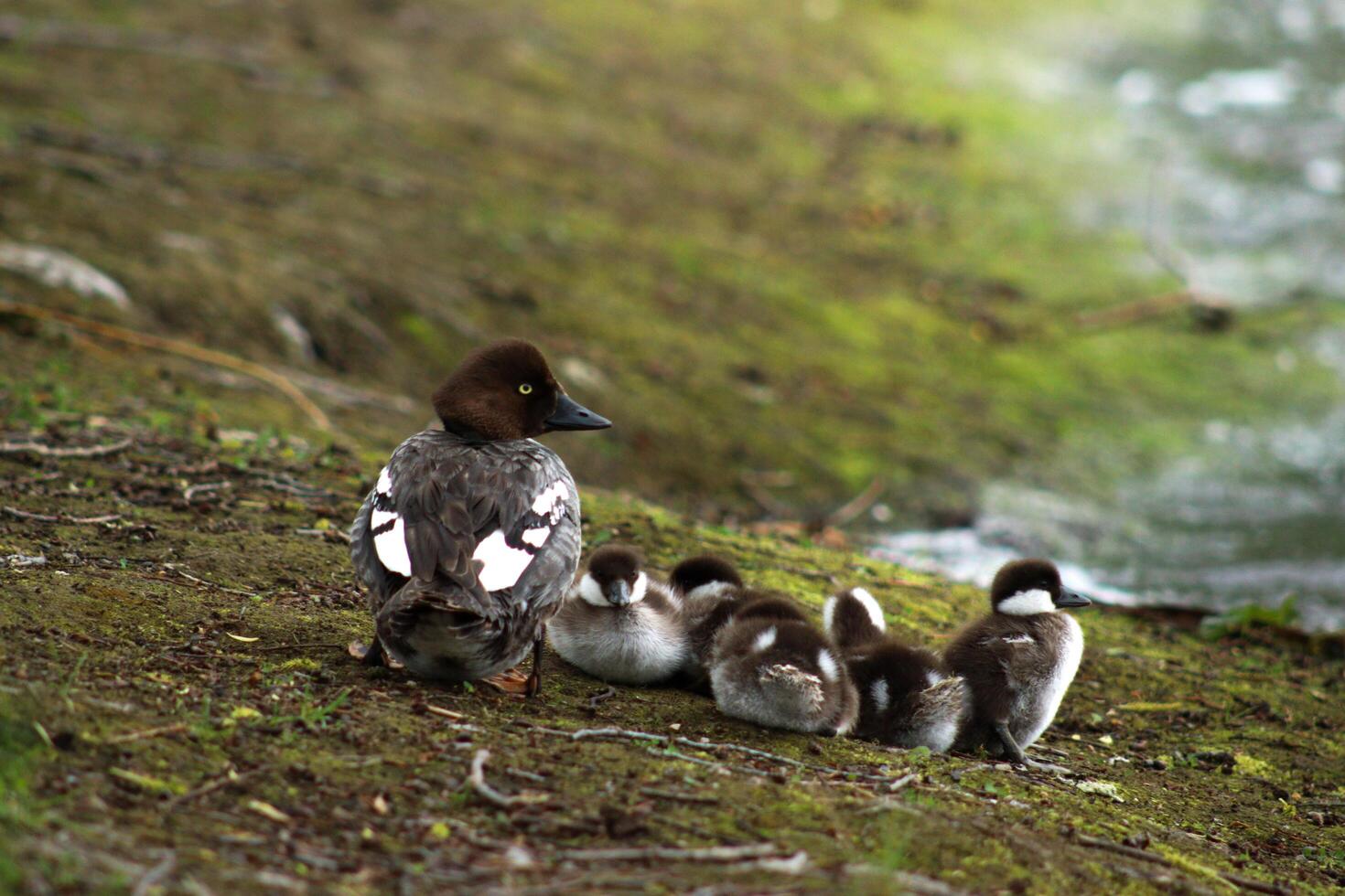 Duck and ducklings by the river photo