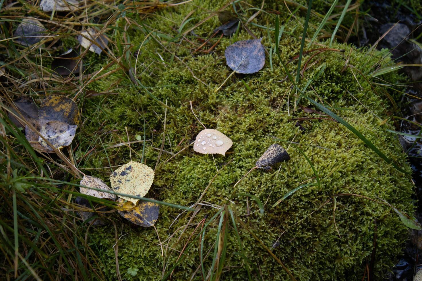 Leaves on a mossy forest floor photo