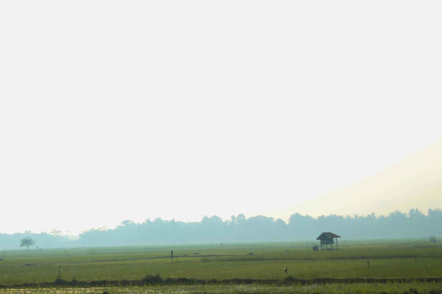 Photo of a rice field view with a hut in the middle.