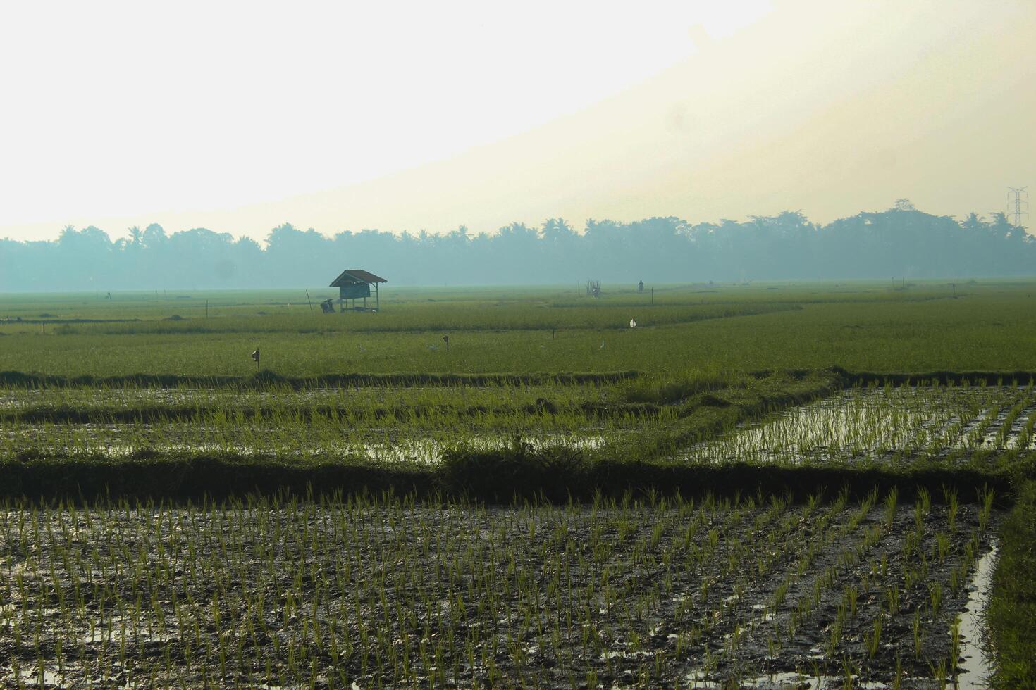 Photo of a rice field view with a hut in the middle.
