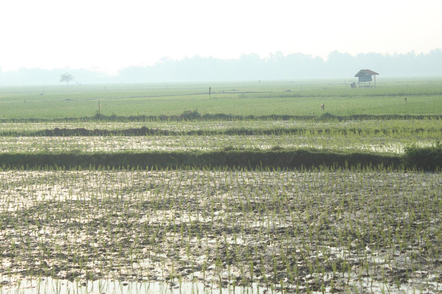 Photo of a rice field view with a hut in the middle.