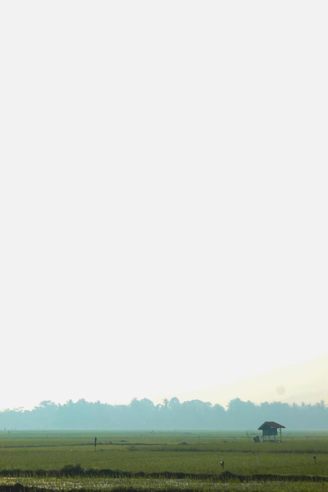 Photo of a rice field view with a hut in the middle.