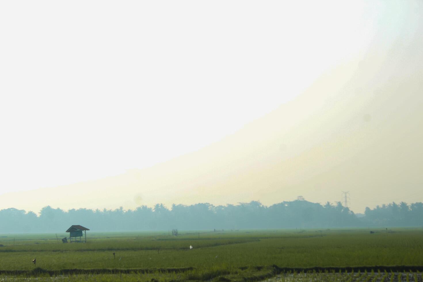 Photo of a rice field view with a hut in the middle.