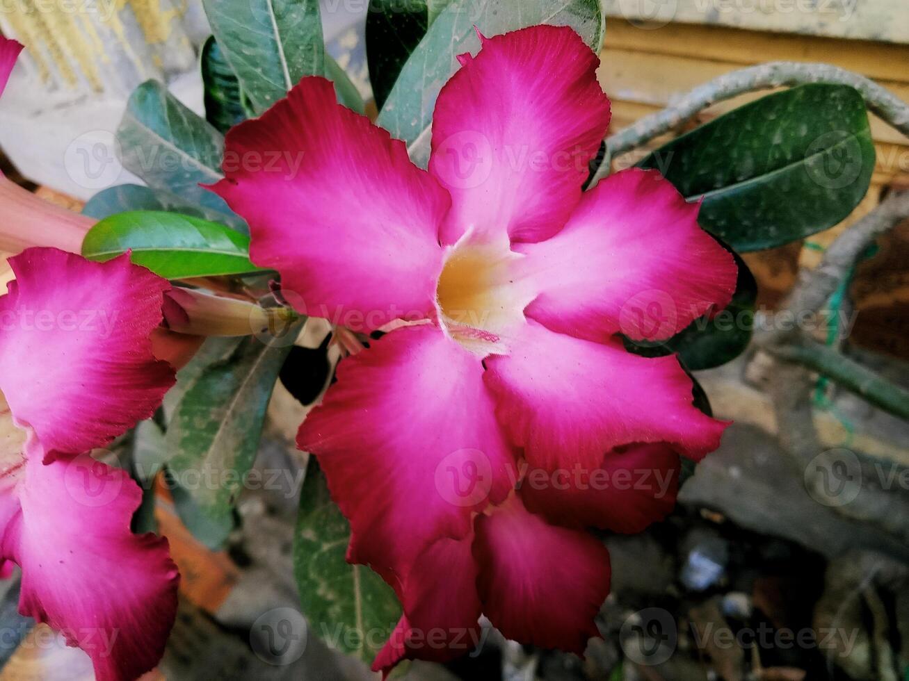 Red Cambodian flower with close-up horizontal view photo