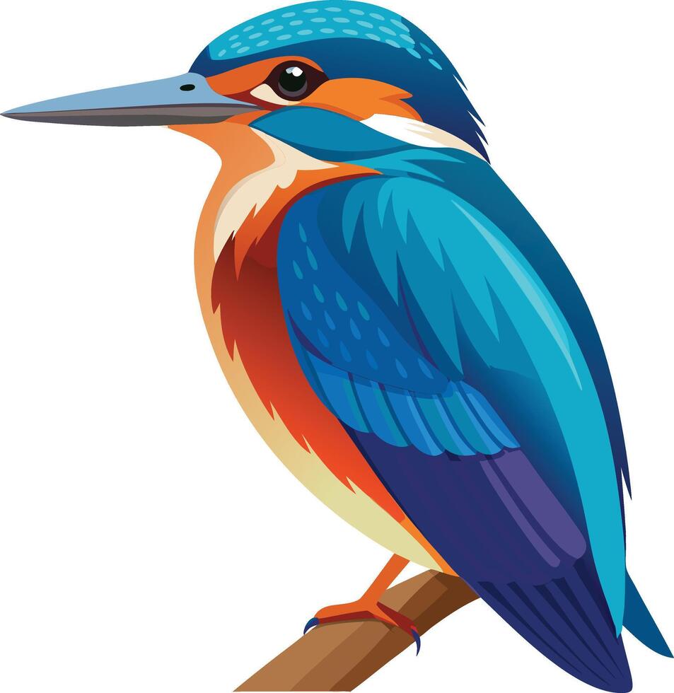 A illustration of kingfisher vector