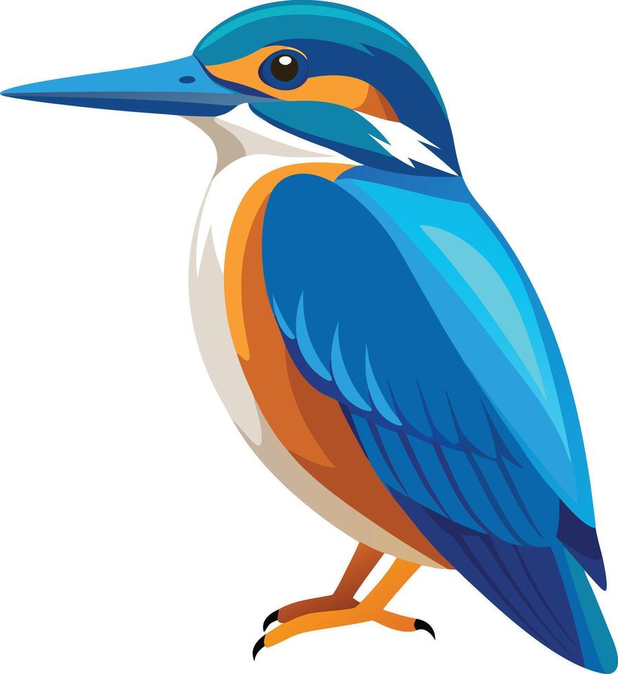 A illustration of kingfisher vector