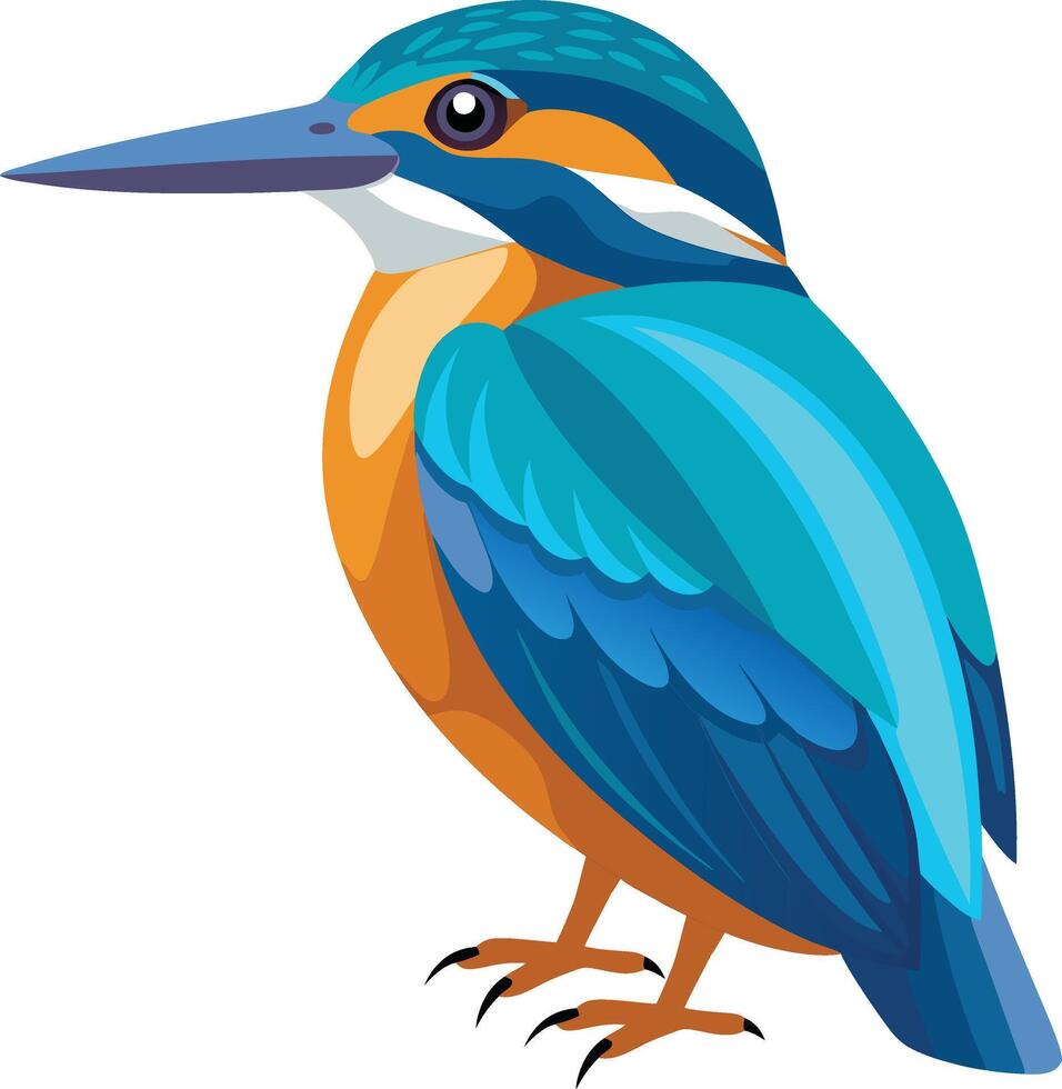 A illustration of kingfisher vector