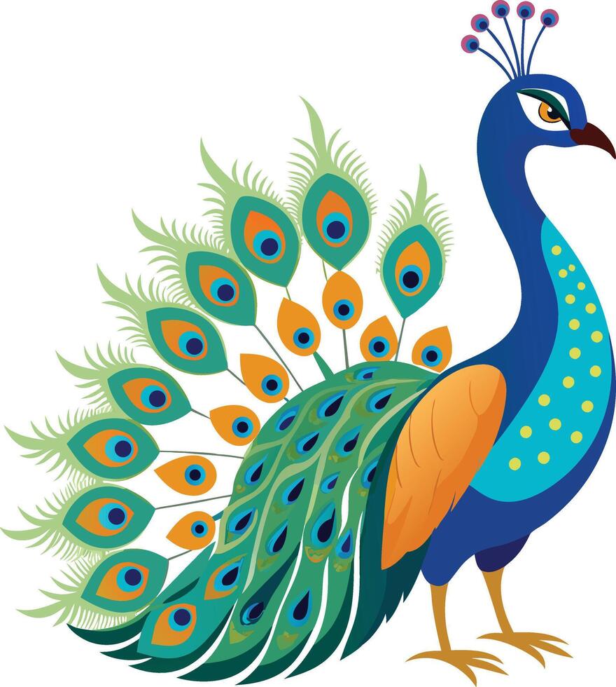 A Drawing of A Beautiful peacock vector